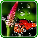 Дождь Живые Обои