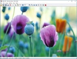 IrfanView Скриншот 2